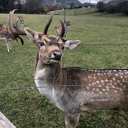 50 Apartament Goralski *